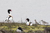 Hazelwood Marshes, Suffolk, England, April 2023 - click for larger image