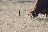 Little Bustard, Extremadura, Spain, May 2022 - click for larger image