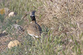 Little Bustard, Catalunya, Spain, May 2022 - click for larger image