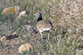 Little Bustard, Catalunya, Spain, May 2022 - click for larger image