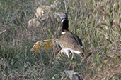 Little Bustard, Catalunya, Spain, May 2022 - click for larger image