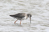 Spotted Redshank, Trimley Marshes, Suffolk, England, September 2024 - click for larger image