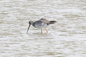 Spotted Redshank, Trimley Marshes, Suffolk, England, September 2024 - click for larger image