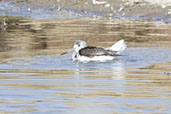 Greenshank, Fingrinhoe Wick, Suffolk, September 2023 - click for larger image
