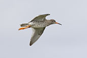 Redshank, North Uist, Scotland, May 2023 - click for larger image