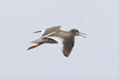 Redshank, North Uist, Scotland, May 2023 - click for larger image