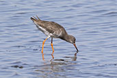 Redshank, Havergate Island, Suffolk, August 2023 - click for larger image