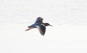 Redshank, Aberlady, Lothian, Scotland, September 2002 - click for larger image