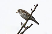 Redwing, Monks Eleigh, Englamd, November 2020 - click for larger image