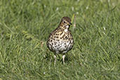 Song Thrush, Monks Eleigh, Suffolk, England, April 2021 - click for larger image
