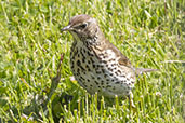 Song Thrush, Jura, Scotland, June 2024 - click for larger image
