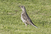 Mistle Thrush, Jura, Scotland, May 2024 - click for larger image