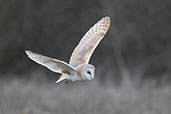 Barn Owl, Monks Eleigh, Suffolk, England, February 2021 - click for larger image