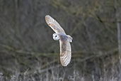 Barn Owl, Monks Eleigh, Suffolk, England, February 2021 - click for larger image