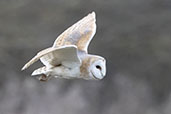 Barn Owl, Monks Eleigh, Suffolk, England, February 2021 - click for larger image