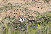 Common Hoopoe, Andalucia, Spain, April 2022 - click for larger image