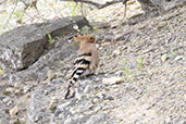 Common Hoopoe, Andalucia, Spain, May 2022 - click for larger image