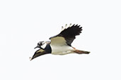 Lapwing, North Uist, Scotland, May 2023 - click for larger image