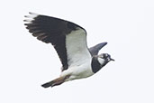Lapwing, North Uist, Scotland, May 2023 - click for larger image