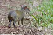 Red-rumped Agouti, Alta Floresta, Mato Grosso, Brazil, December 2006 - click for larger image