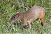 Red-rumped Agouti, Alta Floresta, Mato Grosso, Brazil, December 2006 - click for larger image