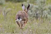 European Hare, Aberlady, East Lothian, Scotland, June 2005 - click for larger image