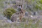 European Hare, Torres del Paine, Chile, December 2005 - click for larger image