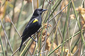 Male Yellow-winged Blackbird, Lagoa do Peixe, Rio Grande do Sul, Brazil, October 2022 - click for larger image