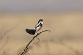 Male Cock-tailed Tyrant, Serra da Canastra, Minas Gerais, Brazil, October 2022 - click for larger image