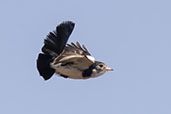 Male Cock-tailed Tyrant, Serra da Canastra, Minas Gerais, Brazil, October 2022 - click for larger image