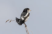 Male Cock-tailed Tyrant, Serra da Canastra, Minas Gerais, Brazil, October 2022 - click for larger image