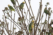 Yellow-faced Parrot, Serra da Canastra, Minas Gerais, Brazil, October 2022 - click for larger image
