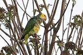Yellow-faced Parrot, Serra da Canastra, Minas Gerais, Brazil, October 2022 - click for larger image