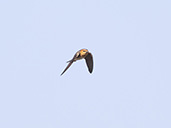 Tawny-headed Swallow, Serra da Canastra, Minas Gerais, Brazil, October 2022 - click for larger image