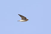 Tawny-headed Swallow, Serra da Canastra, Minas Gerais, Brazil, October 2022 - click for larger image