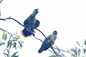 Red-tailed Amazon, Itanhaem, Sao Paulo, Brazil, October 2022 - click for larger image