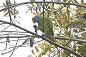 Red-tailed Amazon, Itanhaem, Sao Paulo, Brazil, October 2022 - click for larger image