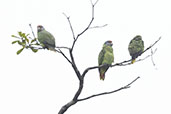 Red-tailed Amazon, Itanhaem, Sao Paulo, Brazil, October 2022 - click for larger image
