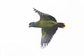 Red-tailed Amazon, Itanhaem, Sao Paulo, Brazil, October 2022 - click for larger image