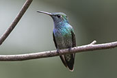 Glittering-throated Emerald, Ninho de Cambacica, Sao Paulo, Brazil, October 2022 - click for larger image