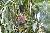 Blackish-blue Seedeater, Itatiaia, Rio de Janeiro, Brazil, October 2022 - click for larger image