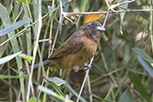 Blackish-blue Seedeater, Itatiaia, Rio de Janeiro, Brazil, October 2022 - click for larger image