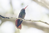 Rufous-tailed Hummingbird, Tikal, Guatemala, March 2015 - click for larger image