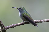 Versicolored Emerald, Ninho de Cambacica, Sao Paulo, Brazil, October 2022 - click for larger image