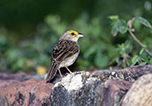 Yellow-browed Sparrow, Manaus, Brazil, July 2001 - click for larger image