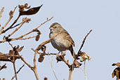 Grassland Sparrow, Serra da Canastra, Minas Gerais, Brazil, October 2022 - click for larger image