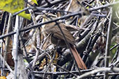 White-browed

Foliage-gleaner, Intervales, Sao Paulo, Brazil, October 2022 - click for

larger image