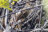 White-browed Foliage-gleaner, Intervales, Sao Paulo,

Brazil, October 2022 - click for larger image