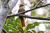 White-collared  Foliagegleaner, Reserva Kaetes, Espiroto Santo, Brazil, October 2022 - click for larger image