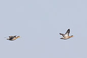 Silver Teal, Lagoa do Peixe, Rio Grande do Sul, Brazil, October 2022 - click for larger image